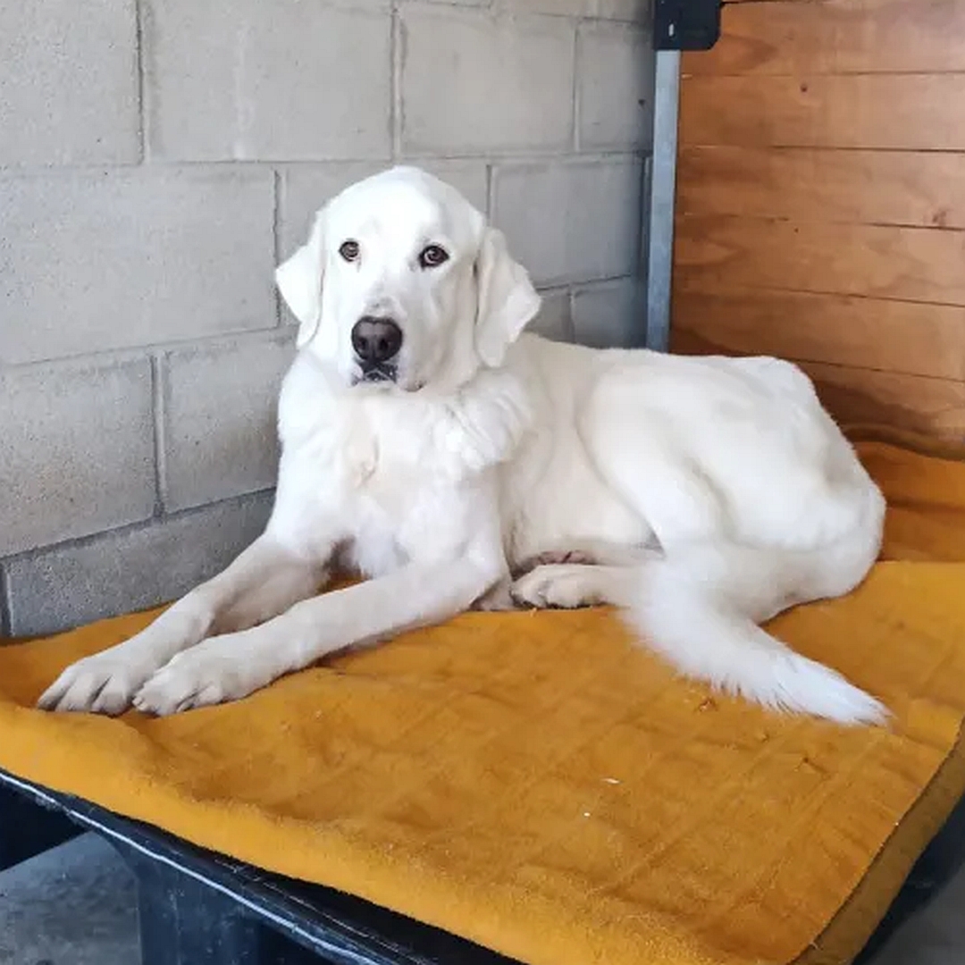 Weißer Rüde, liegend, linke Seite, Kopf und Blick leicht nach links direkt in Kamera