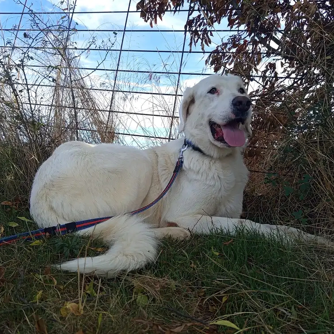 Weißer Rüde, liegend, rechte Seite, Kopf und Blick nach rechts oben zu einer Person