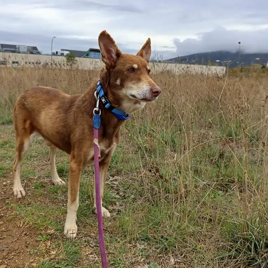 Brauner Rüde, beige Pfoten, stehend, eher rechte Seite, Kopf und Blick geradeaus