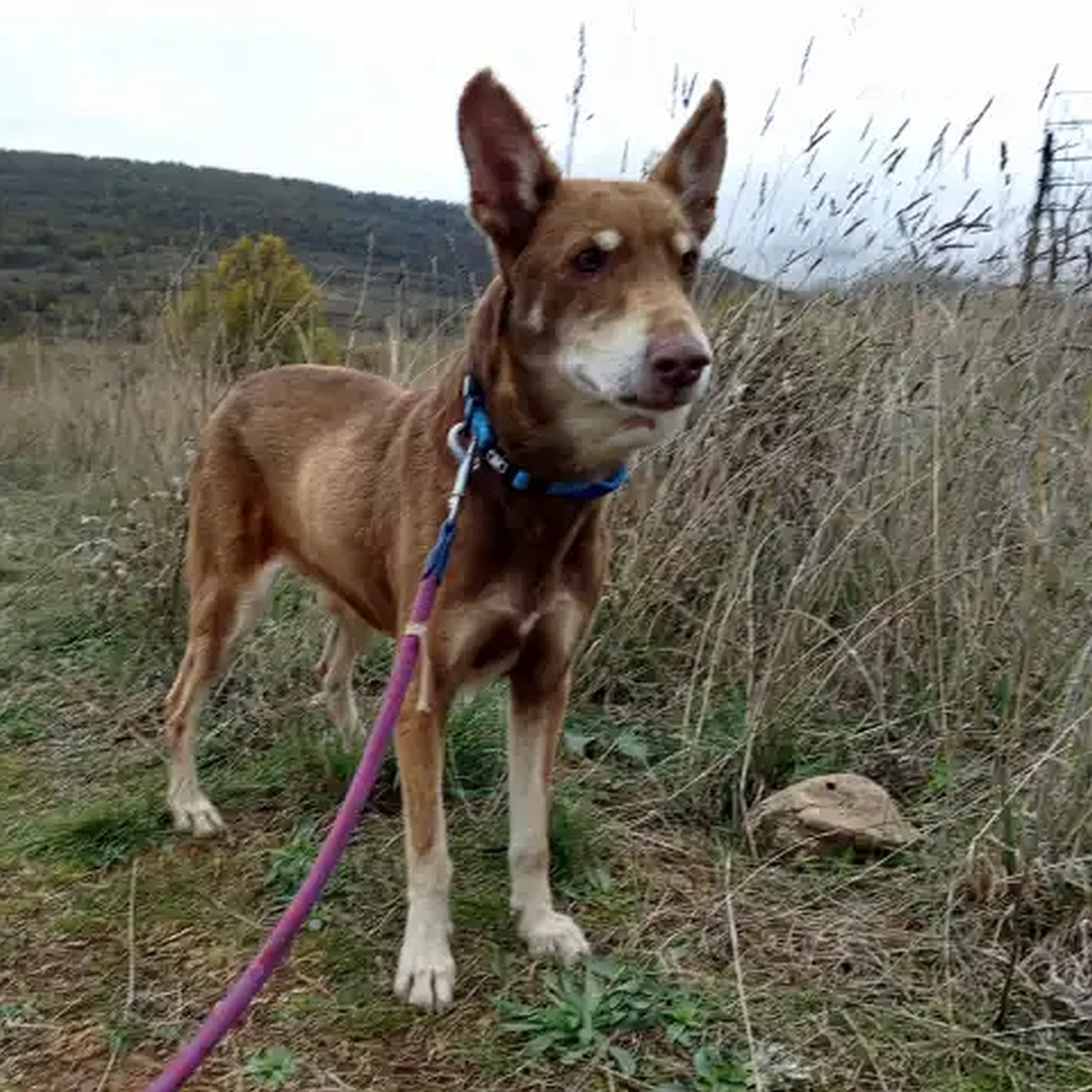 Brauner Rüde, beige Pfoten, stehend, eher rechte Seite, Kopf und Blick geradeaus