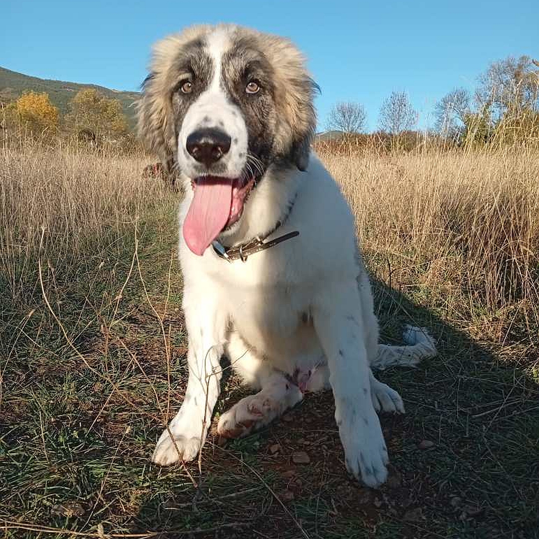 Weißbrauner Rüde, sitzend, von vorn, Blick in Kamera