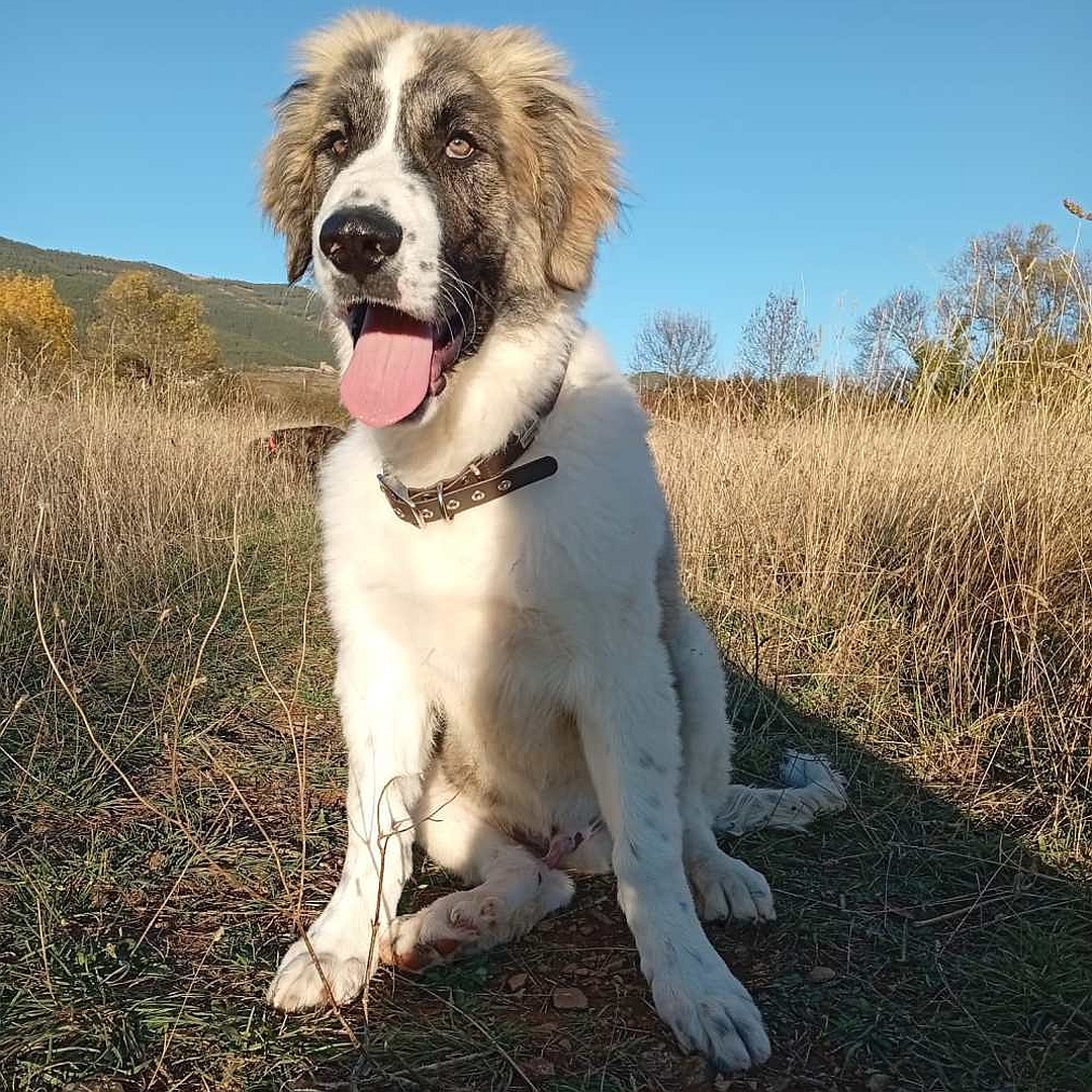 Weißbrauner Rüde, sitzend, von vorn, Kopf und Blick leicht nach rechts 
