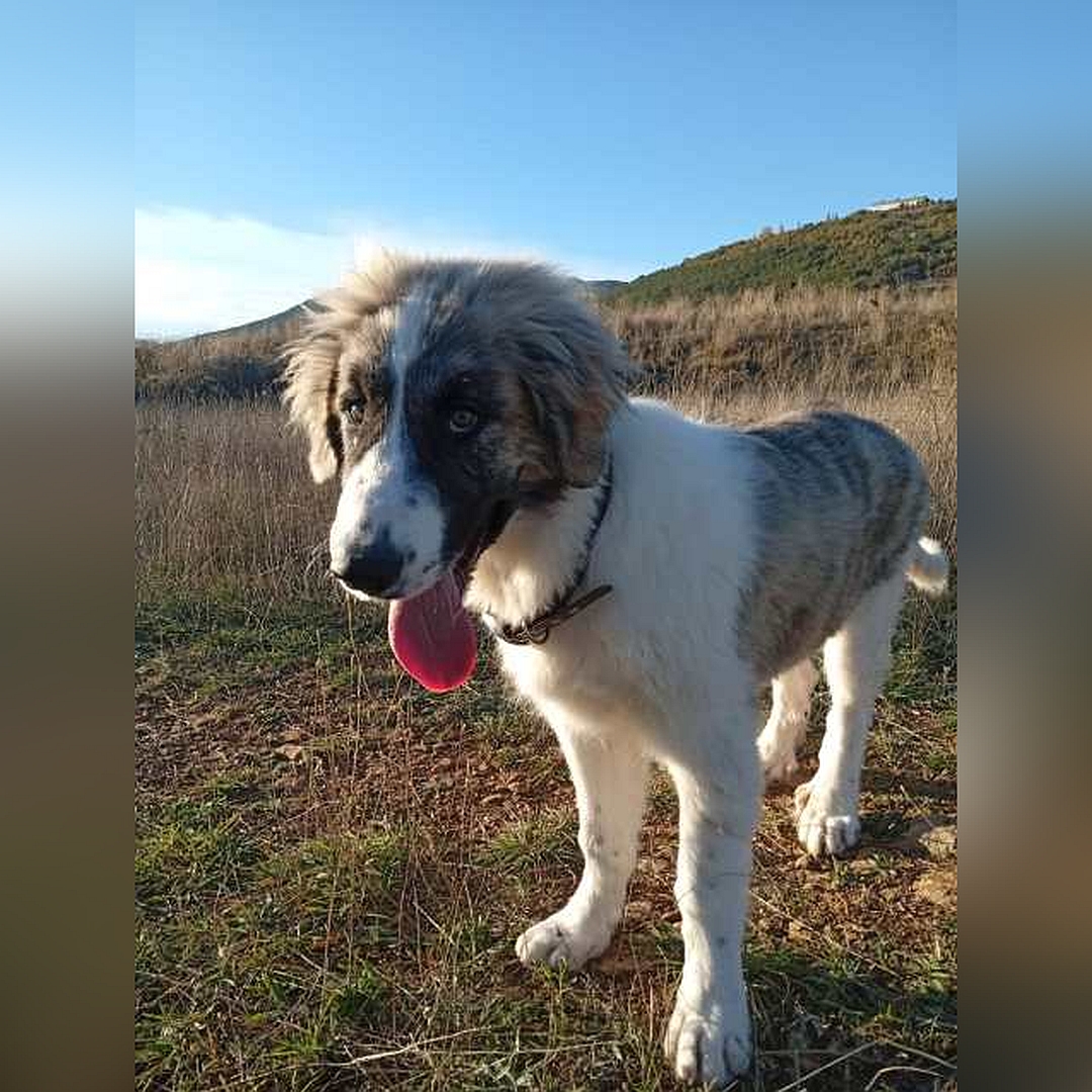 Weißbrauner Rüde, stehend, von eher rechts vorn, Blick in Kamera
