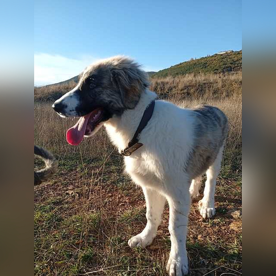 Weißbrauner Rüde, stehend, von eher rechts vorn, Kopf und Blick geradeaus
