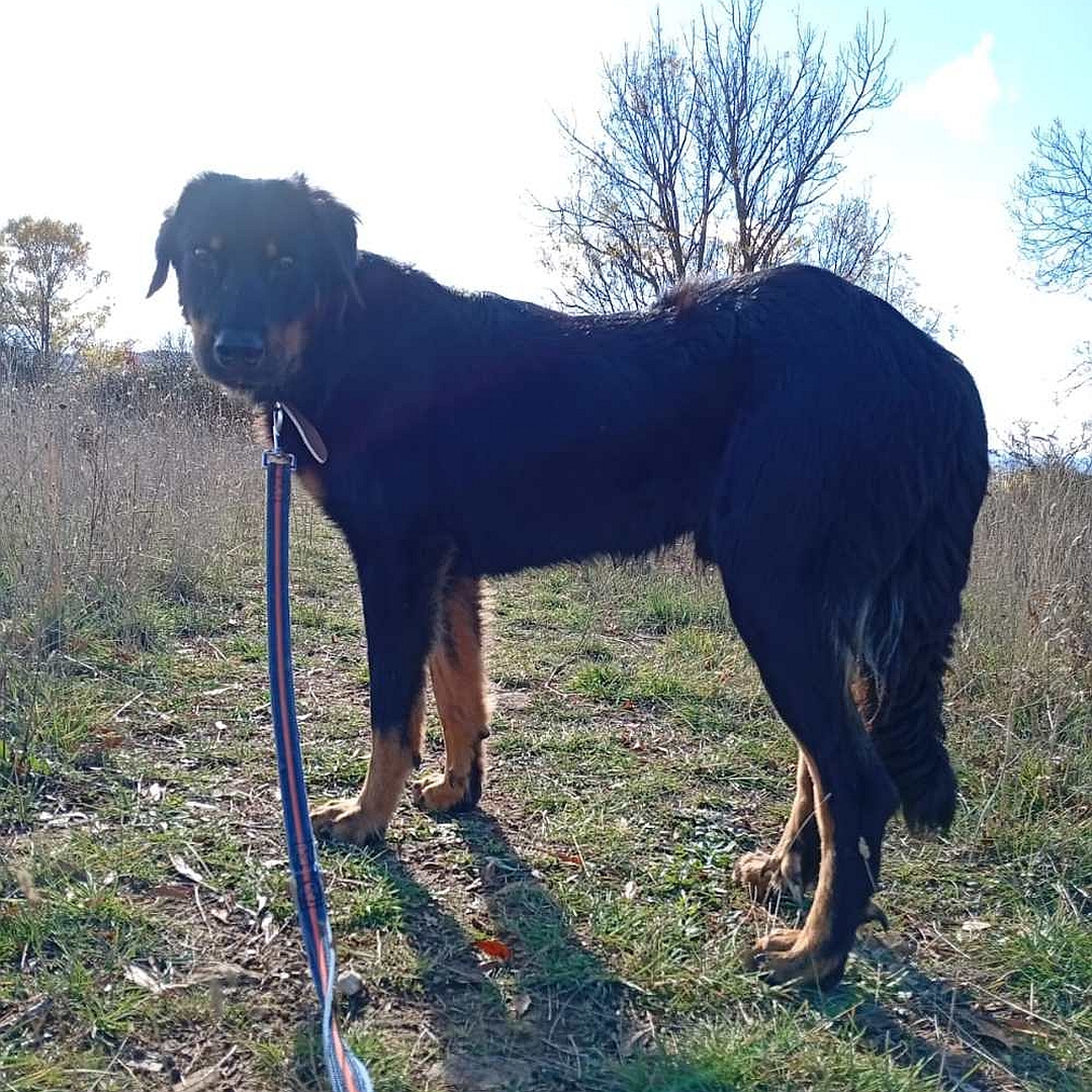 Schwarz-brauner Rüde, stehend, linke Seite, Kopf und Blick nach links in Kamera