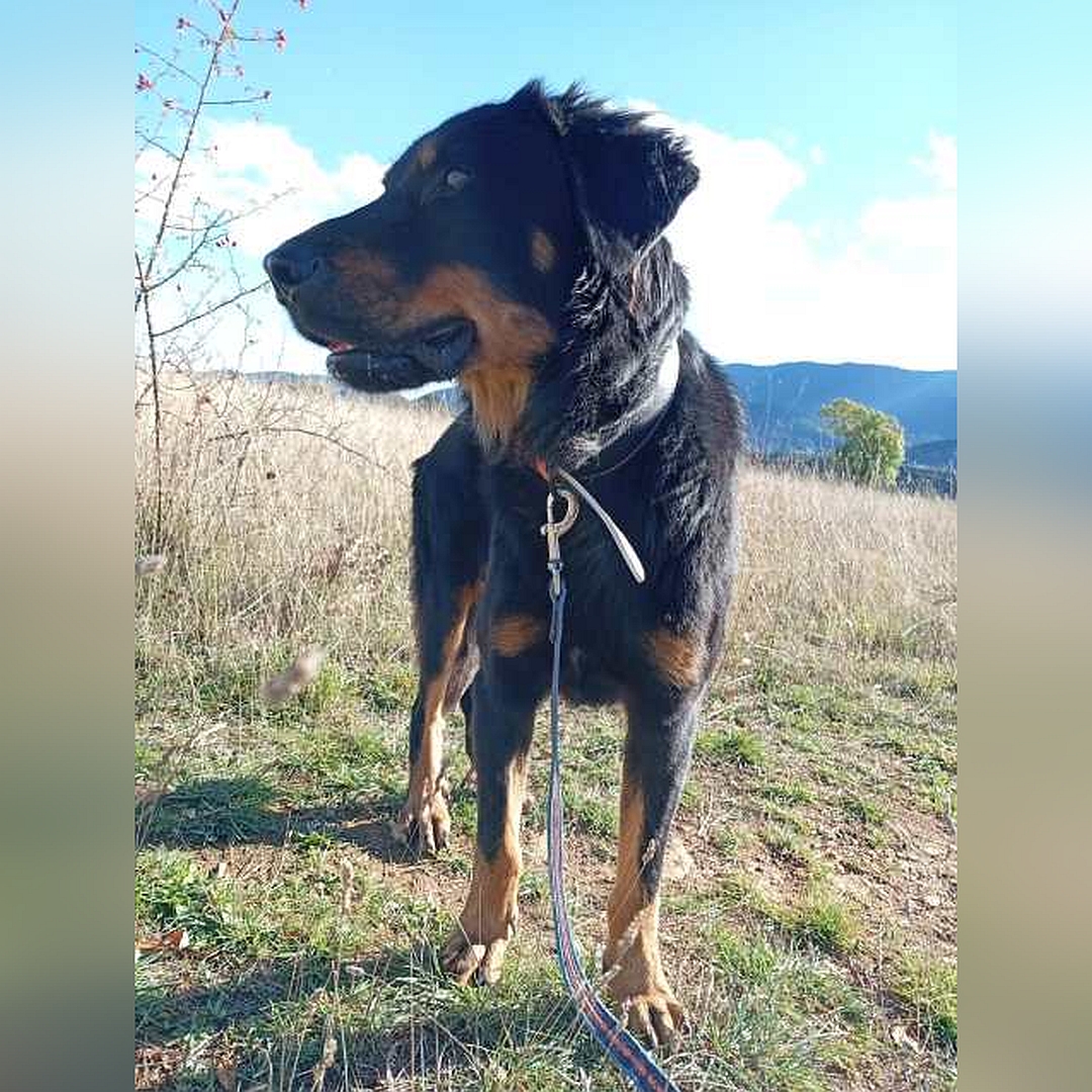 Schwarz-brauner Rüde, stehend, von vorn, Kopf und Blick nach rechts 