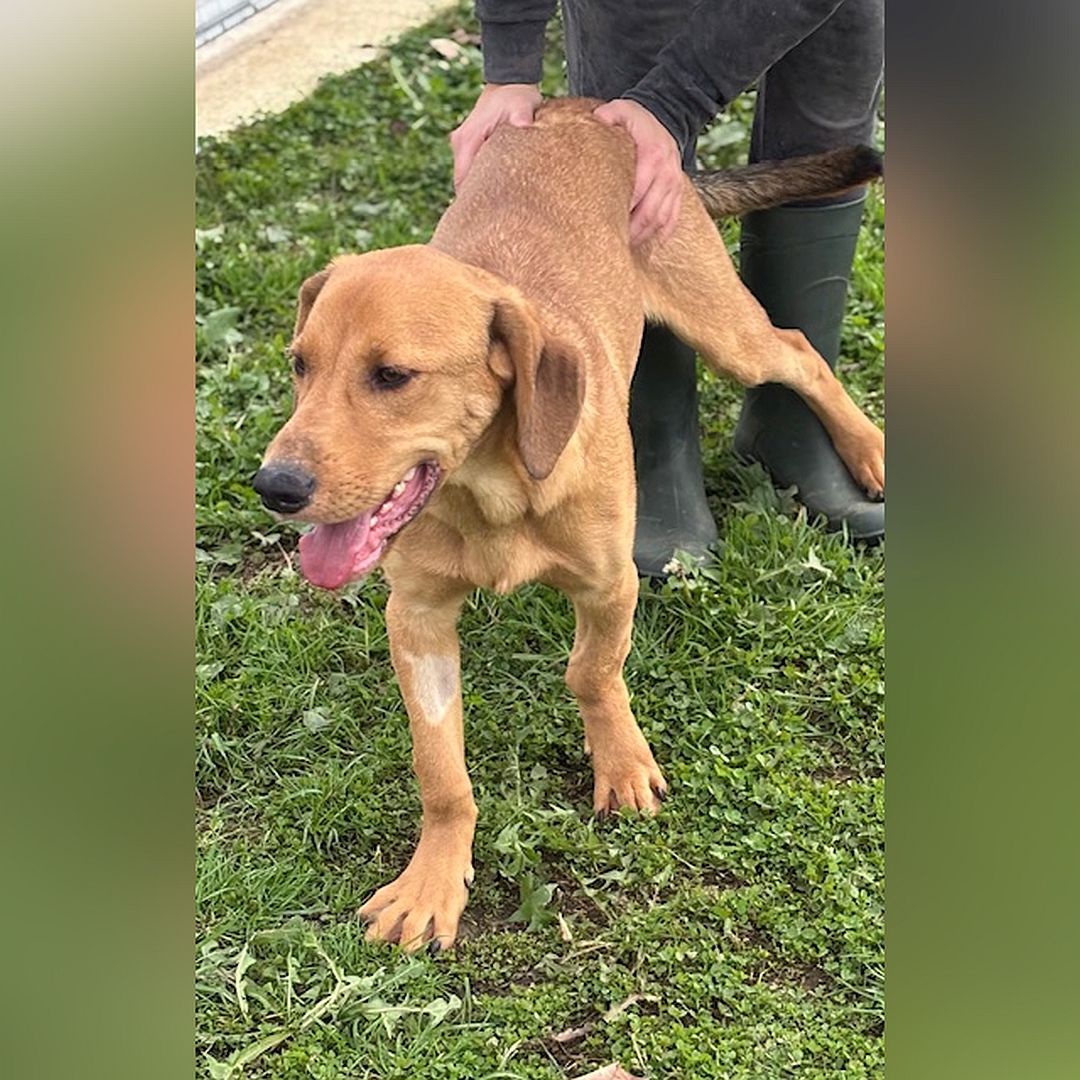 Hellbrauner Rüde, gehend, von vorn, Blick geradeaus