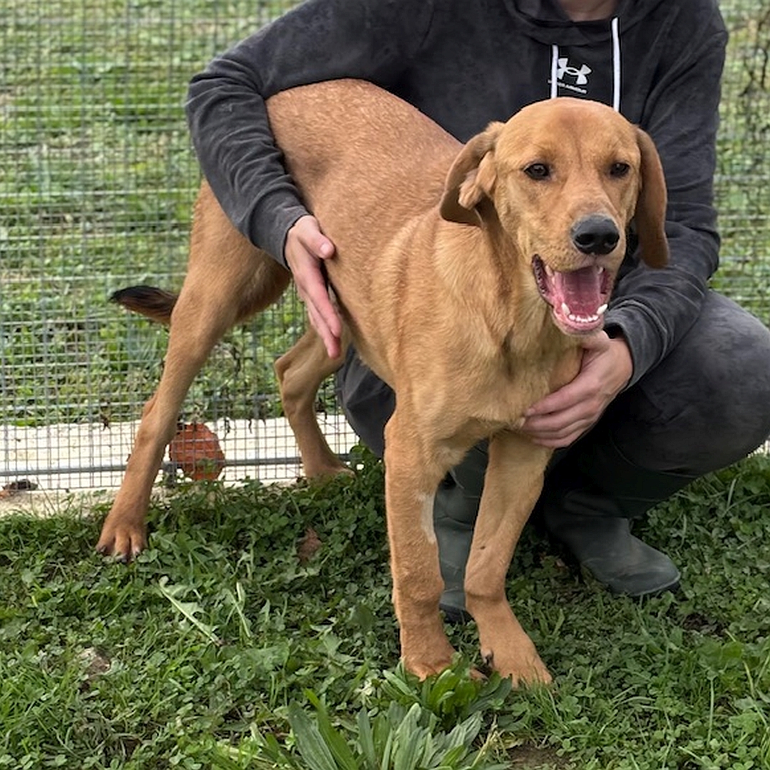 Hellbrauner Rüde, stehend, von eher rechts vorn, Blick geradeaus