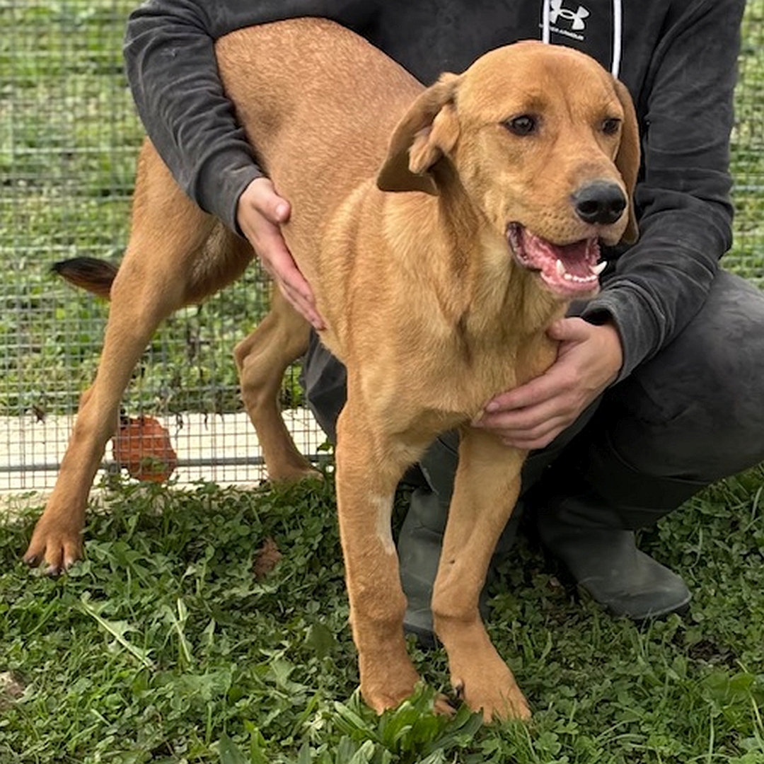 Hellbrauner Rüde, stehend, von eher rechts vorn, Blick geradeaus