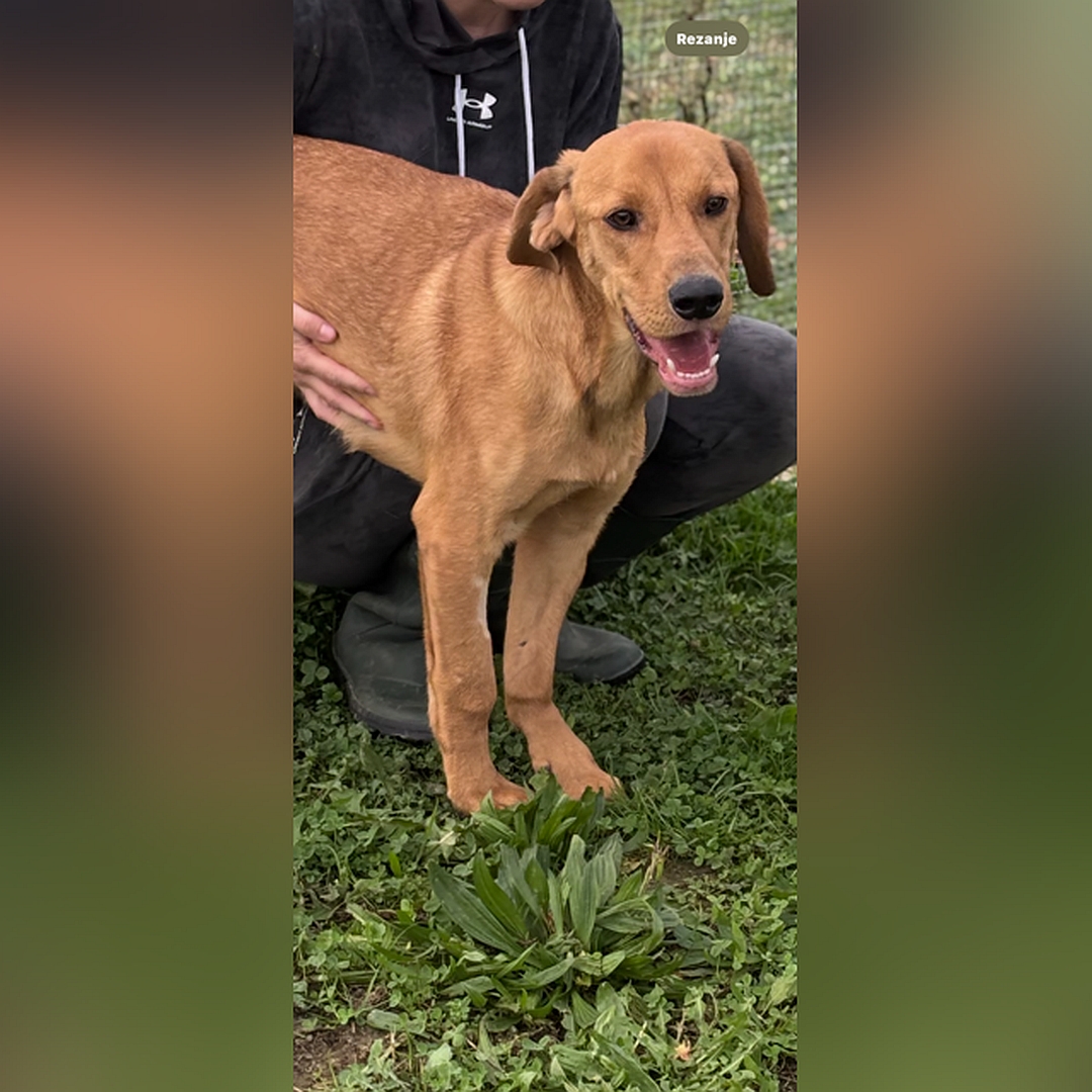 Hellbrauner Rüde, stehend, von eher rechts vorn, Kopf und Blick leicht nach rechts in Kamera 