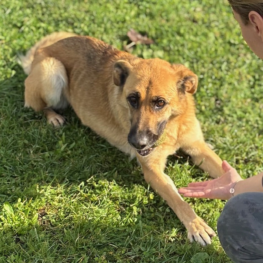 Hellbraune Hündin, dunkle Schnauze, liegend, von  eher rechts vorn, Kopf und Blick leicht nach rechts