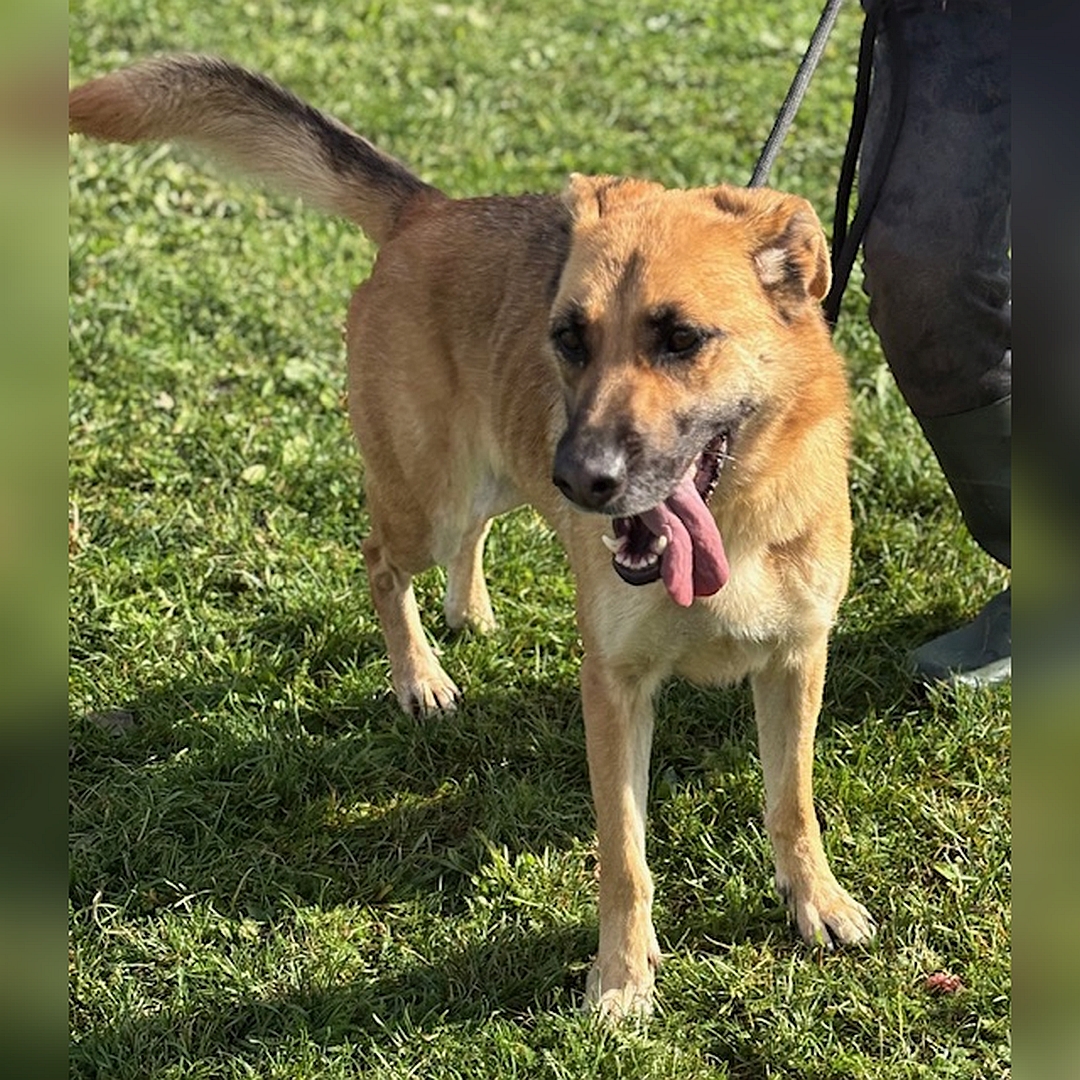 Hellbraune Hündin, dunkle Schnauze, stehend, von eher links vorn, Kopf und Blick leicht nach rechts