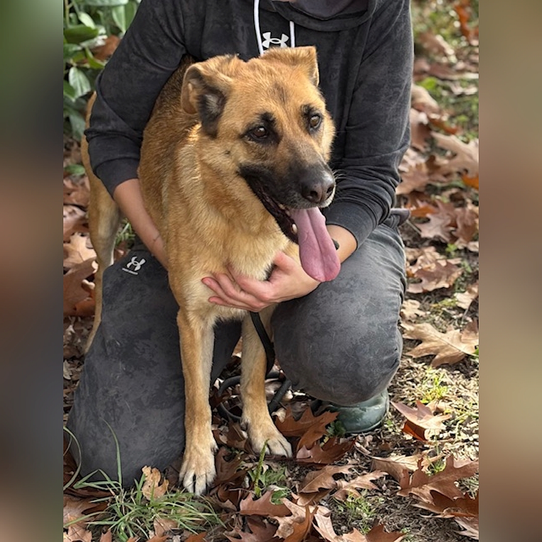Hellbraune Hündin, dunkle Schnauze, stehend, von vorn, Kopf und Blick Richtung Kamera