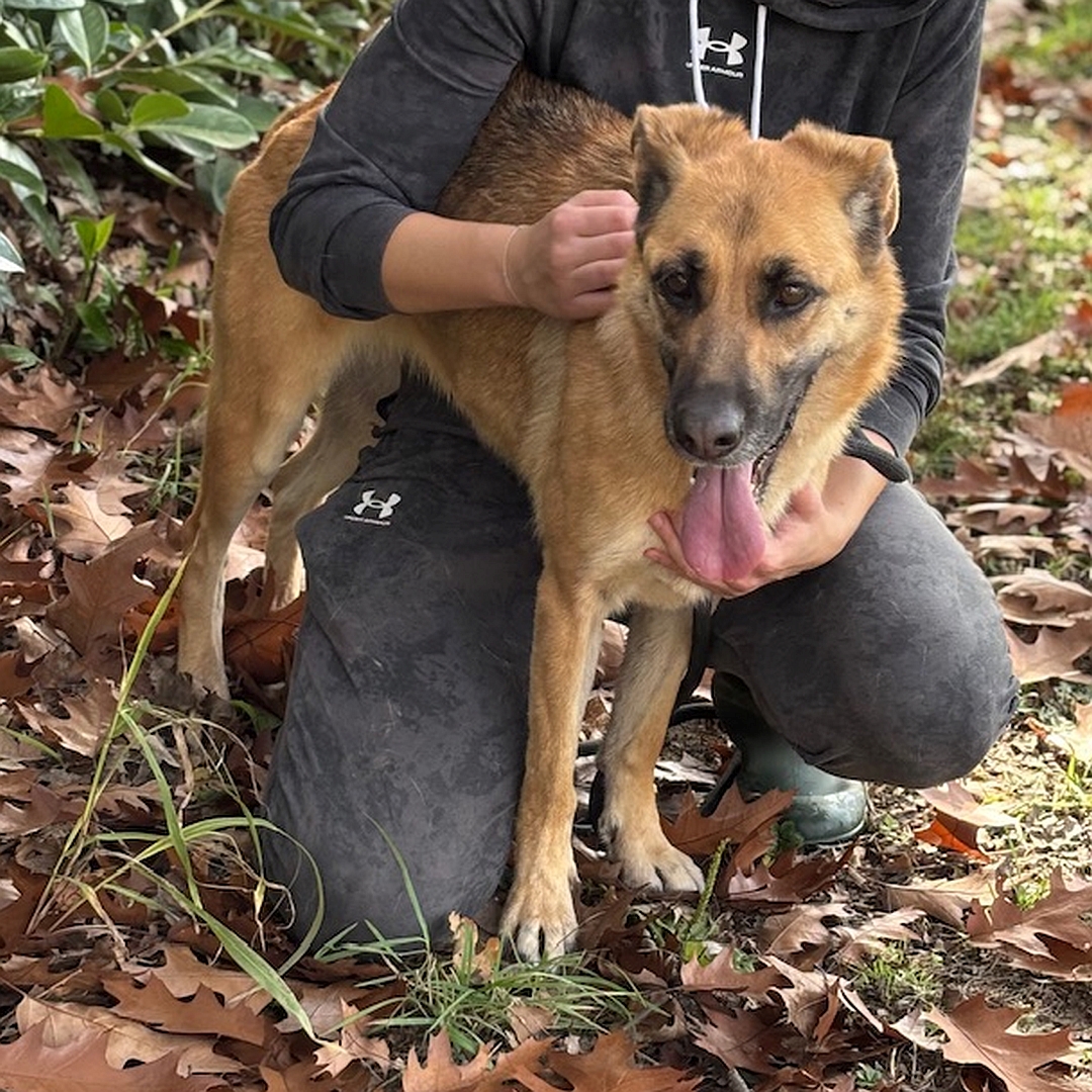 Hellbraune Hündin, dunkle Schnauze, stehend, eher rechte Seite, Kopf und Blick leicht nach links vorn