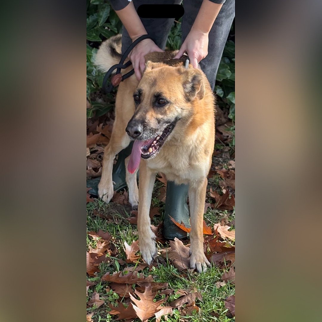Hellbraune Hündin, dunkle Schnauze, stehend, von vorn, Kopf und Blick leicht nach links