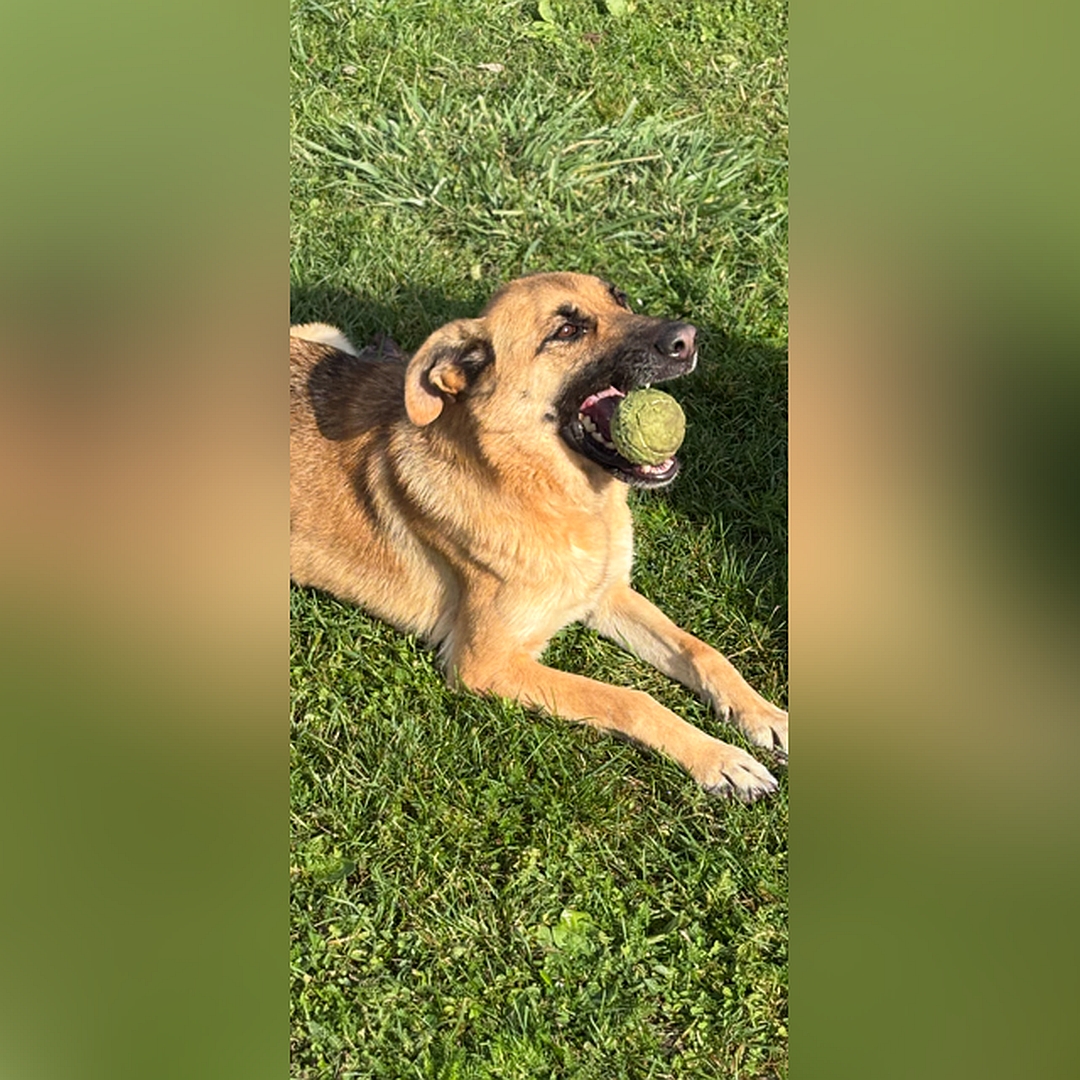 Hellbraune Hündin, dunkle Schnauze, liegend, rechte Seite, Kopf und Blick geradeaus zu einer Person, hat Bällchen im Maul