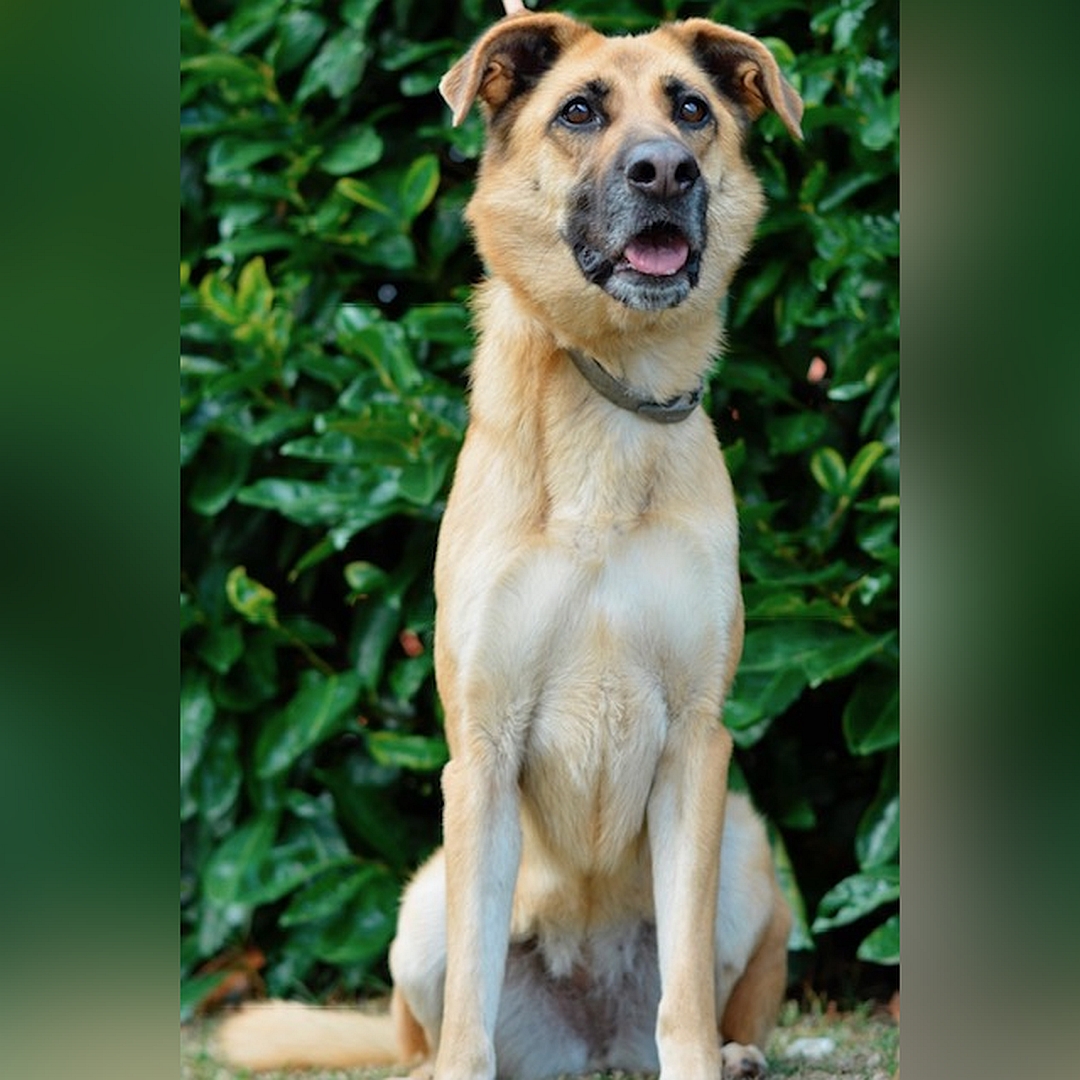 Hellbraune Hündin, dunkle Schnauze, sitzend, von vorn, Blick leicht nach oben