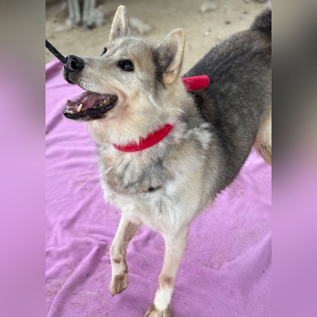 Hellbeige-braungraue Hündin, stehend, von vorn oben, eher linke Seite, Blick nach oben zu einer Person