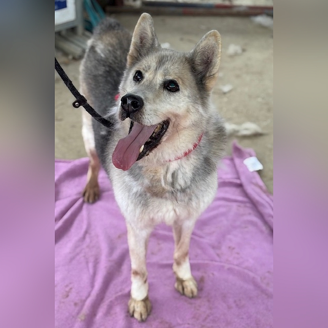 Hellbeige-braungraue Hündin, stehend, von vorn, Blick leicht nach rechts oben