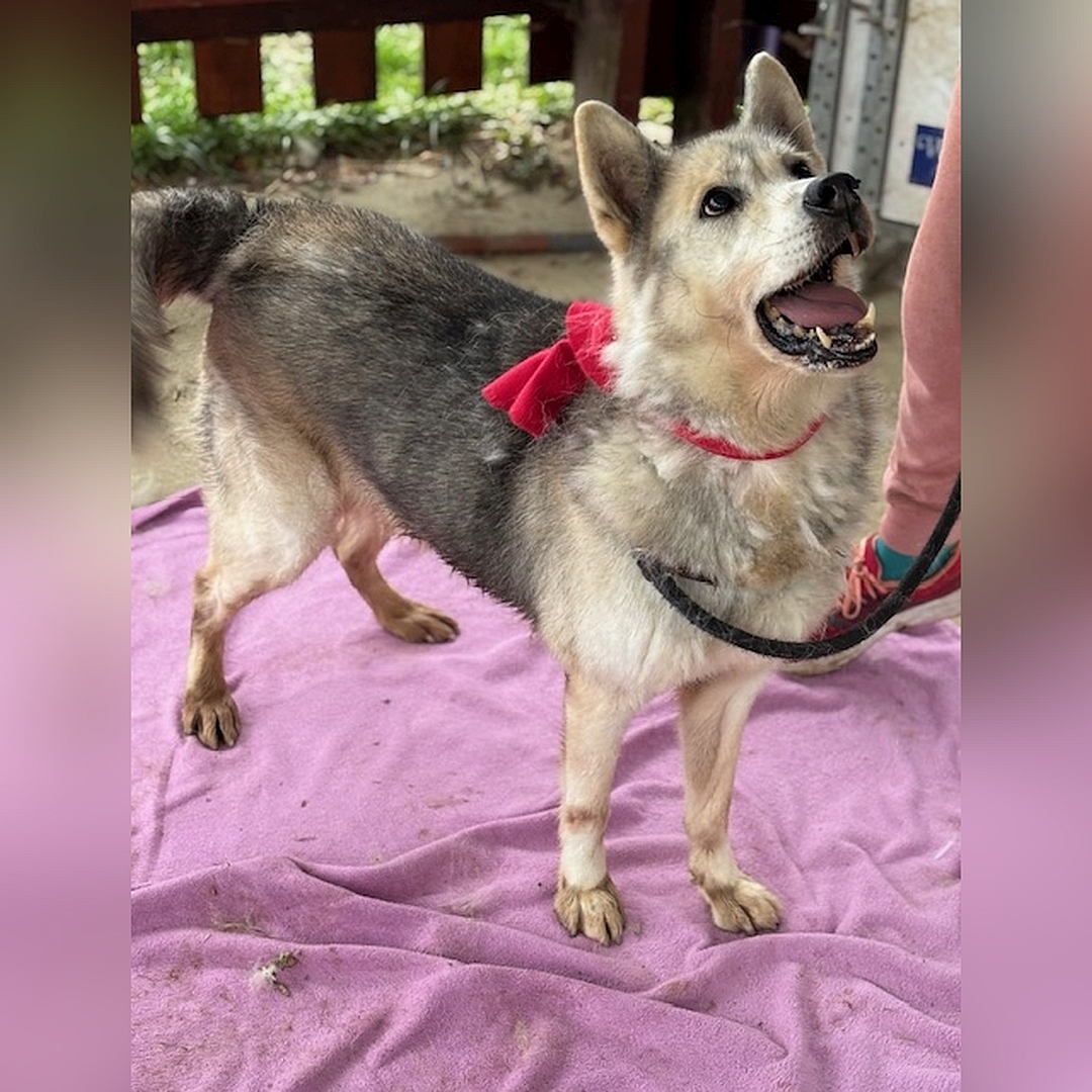 Hellbeige-braungraue Hündin, stehend, rechte Seite, Kopf und Blick nach oben zu einer Person