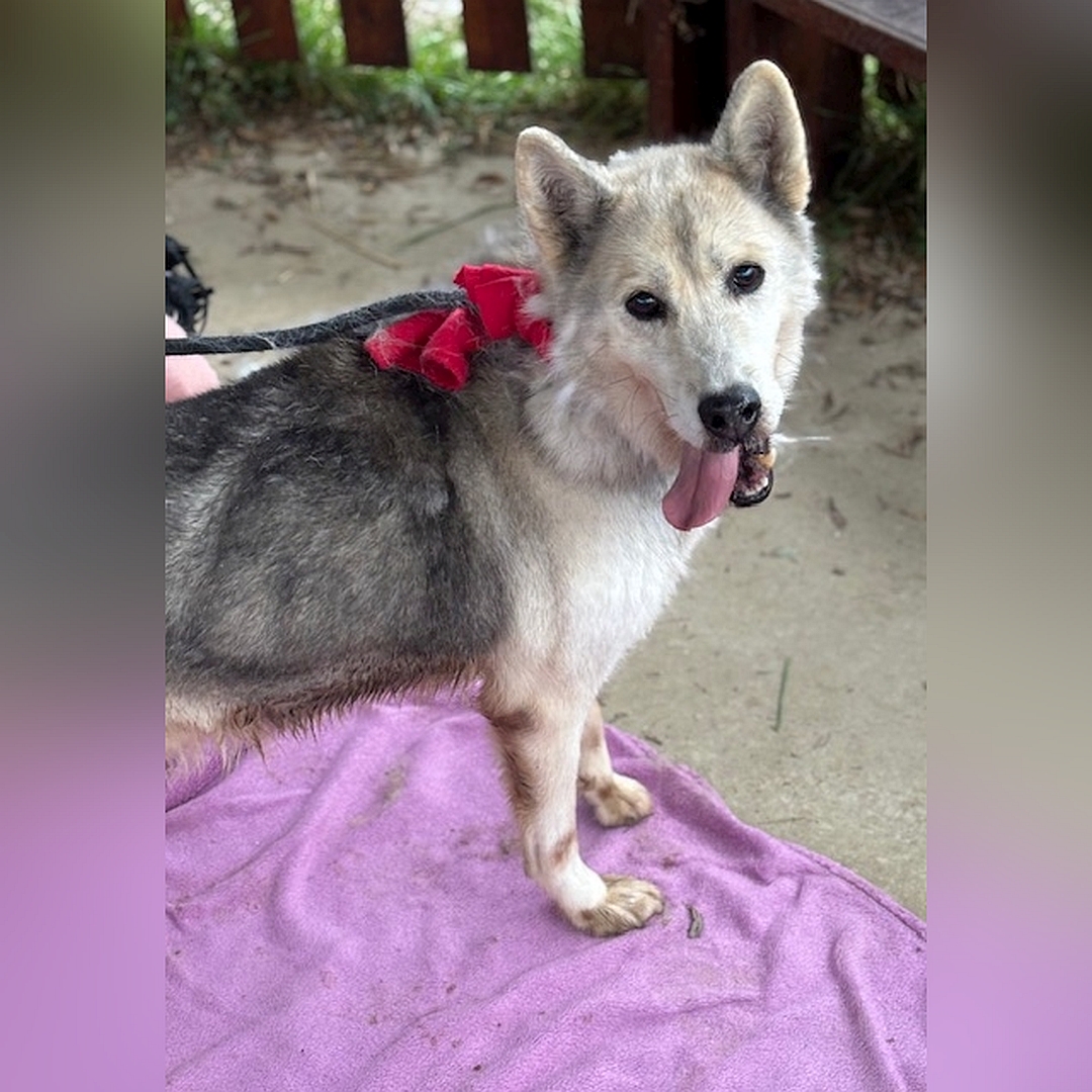 Hellbeige-braungraue Hündin, stehend, rechte Seite, Kopf und Blick nach rechts in Kamera