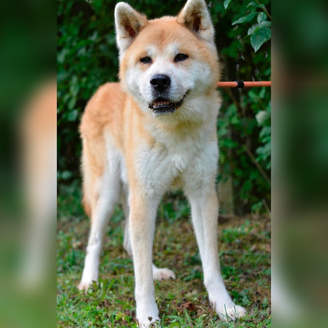 Hellbraun-weißer Rüde, stehend, von vorn, Kopf und Blick in Kamera