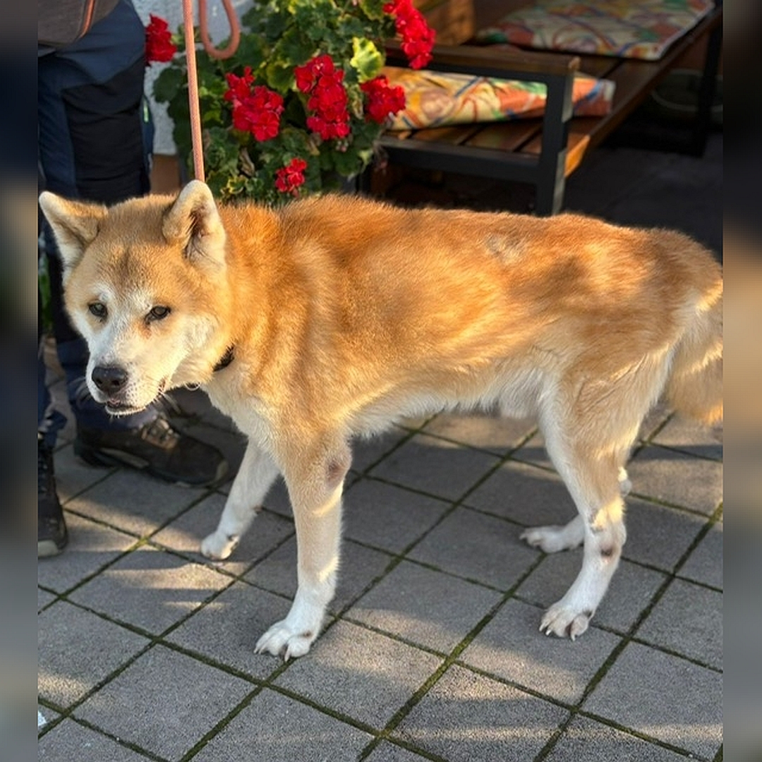 Hellbraun-weißer Rüde, stehend, linke Seite, Kopf und Blick leicht nach links Richtung Kamera