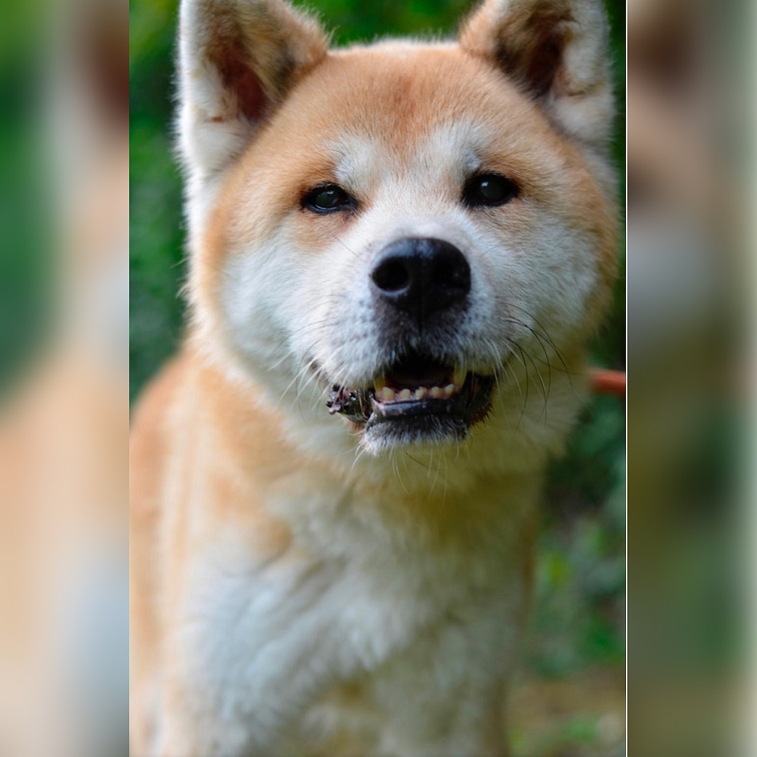 Hellbraun-weißer Rüde, Portrait, von vorn, Blick in Kamera