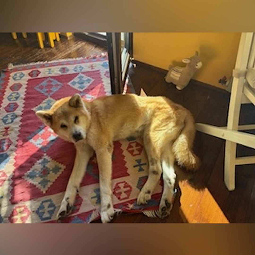 Hellbraun-weißer Rüde, auf rechter Seite liegend, Kopf und Blick leicht nach links oben Richtung Kamera