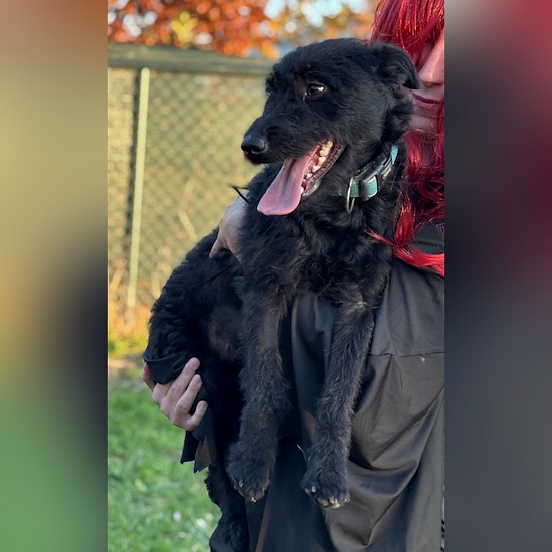 Schwarze Hündin, von vorn, Kopf und Blick nach rechts, wird von einer Person auf dem Arm getragen