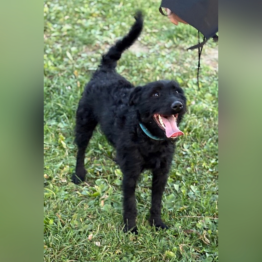 Schwarze Hündin, stehend, von eher rechts vorn, Kopf und Blick nach oben zu einer Person