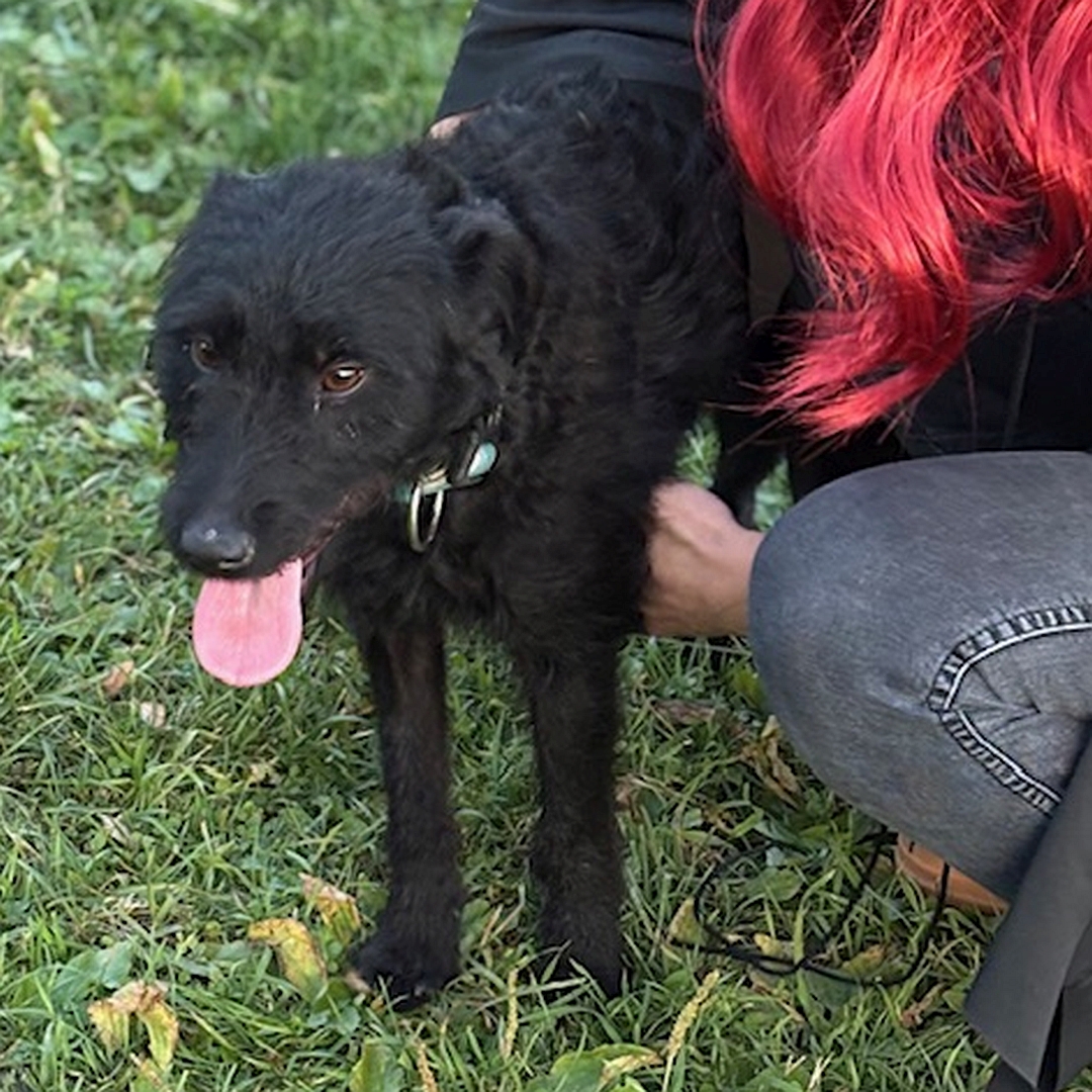 Schwarze Hündin, stehend, von vorn, Blick geradeaus, wird von einer Person gehalten