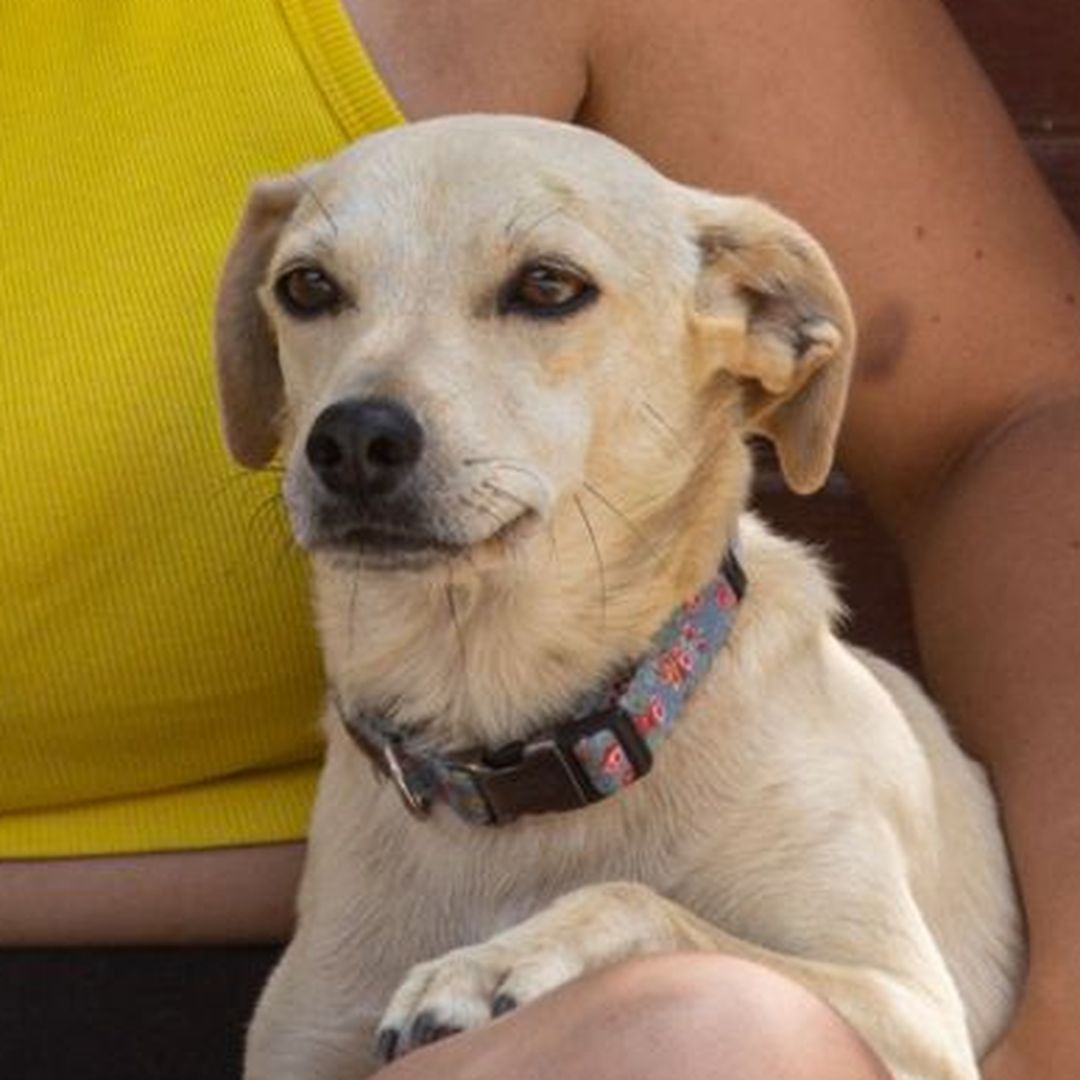 Filha im Auslauf liegt bei Betreuerin