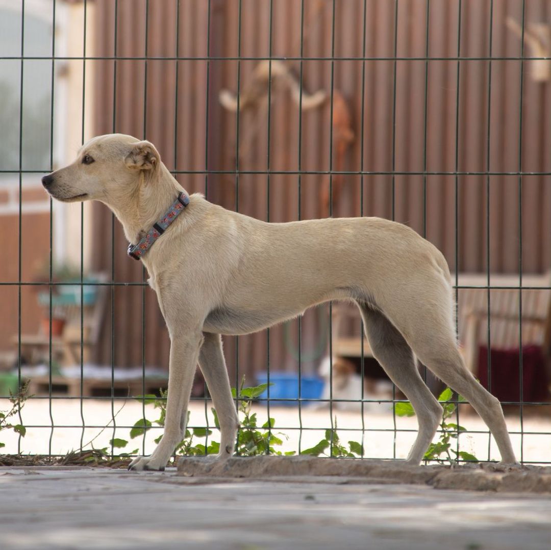Filha im Auslauf seitlich
