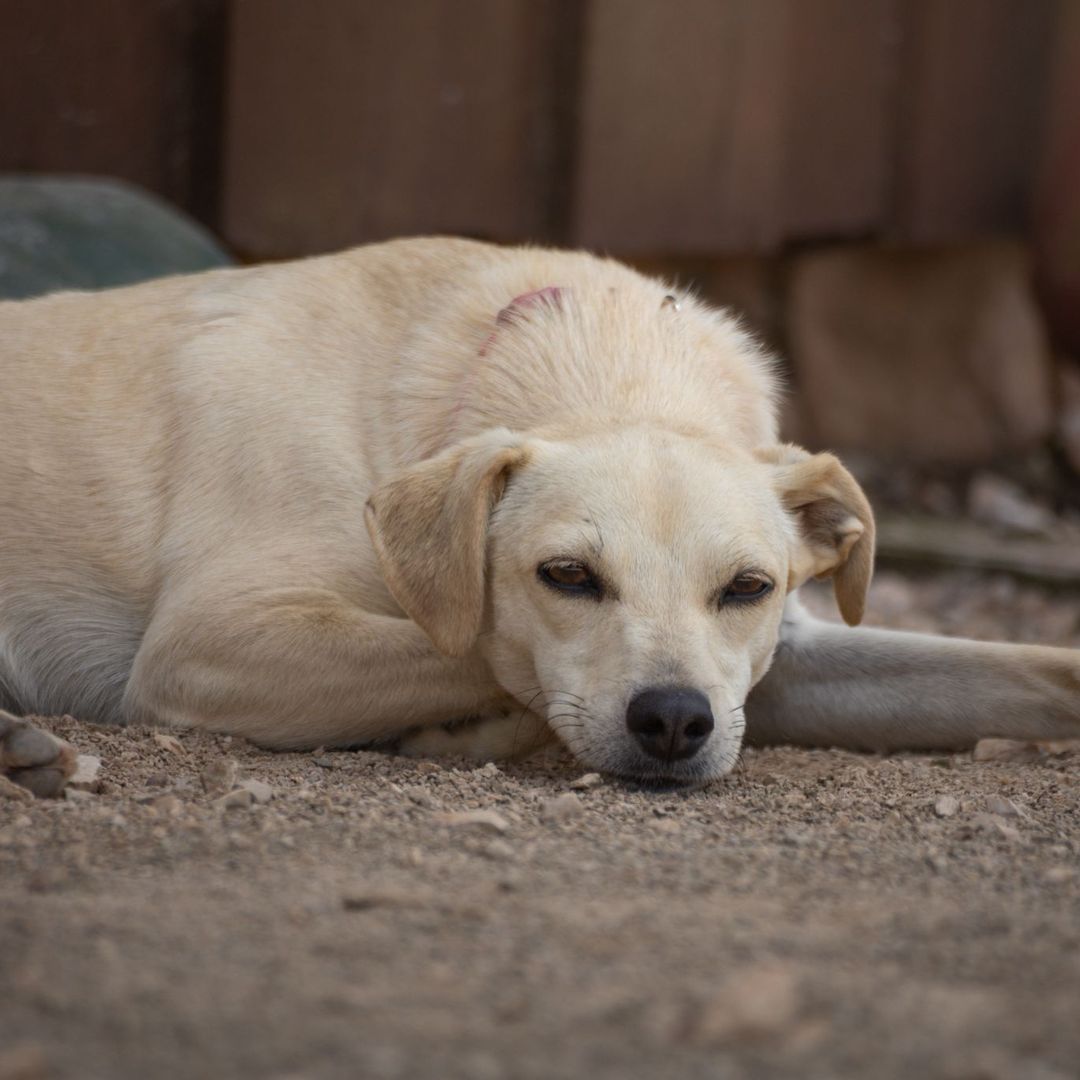 Filha im Auslauf liegt im Schatten