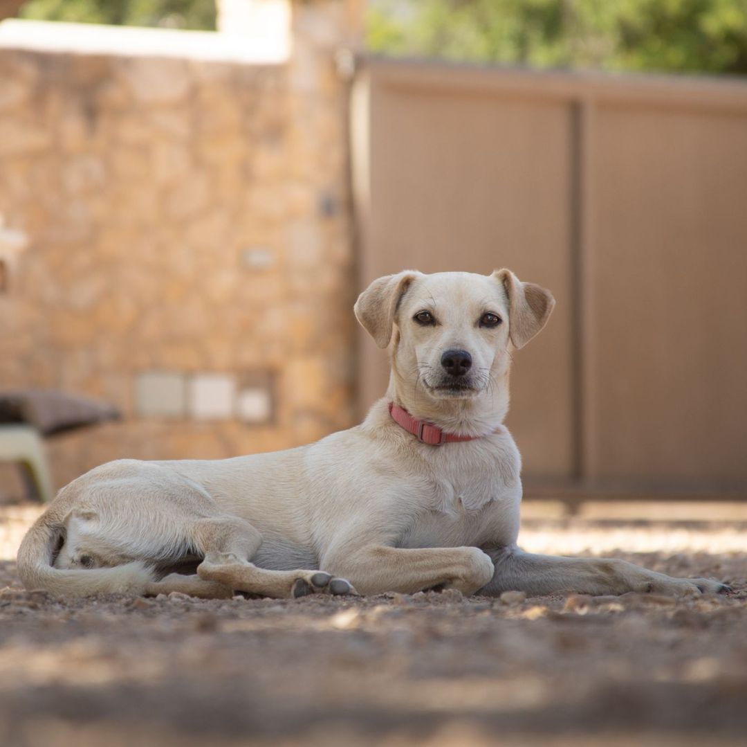 Filha im Auslauf liegt im Schatten