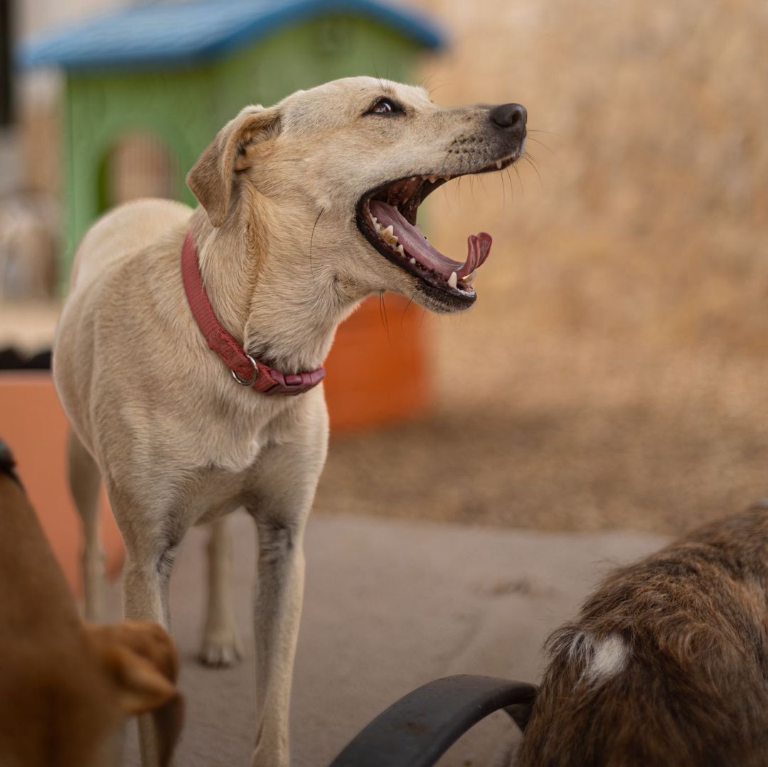 Filha im Auslauf freut sich