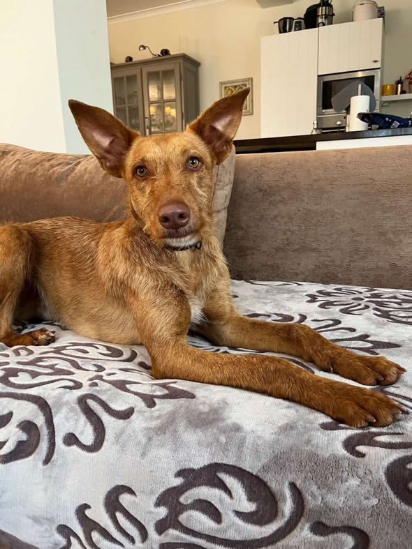 Rufus in der Wohung beim entpannen