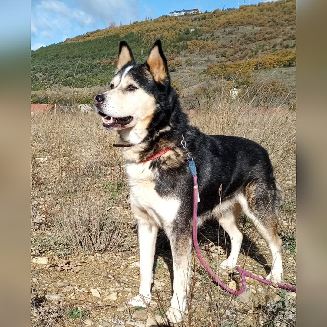 Schwarz-weiß-brauner Rüde, stehend, von eher links vorn, Blick geradeaus