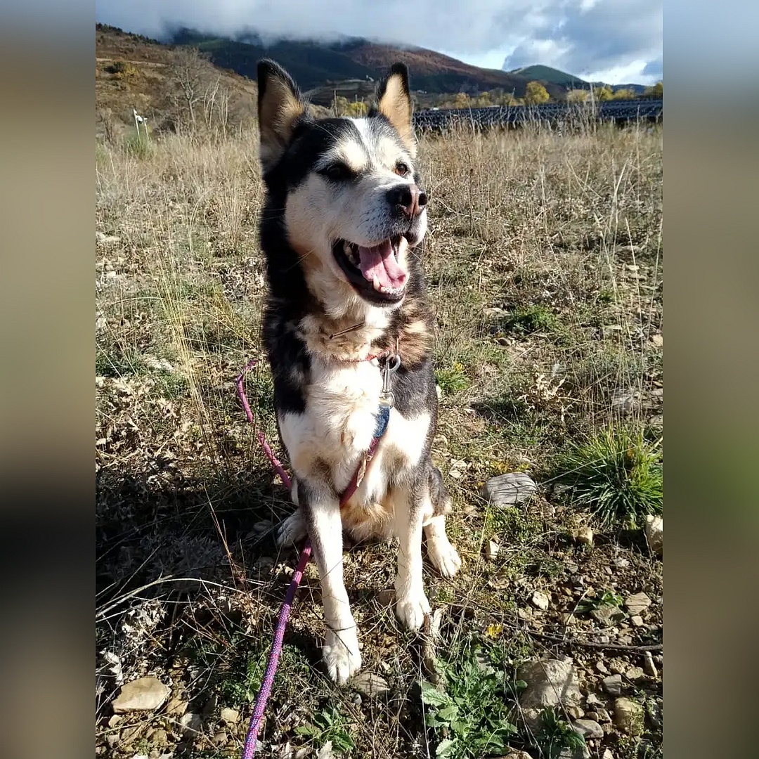 Schwarz-weiß-brauner Rüde, stehend, von vorn, Kopf und Blick leicht nach links