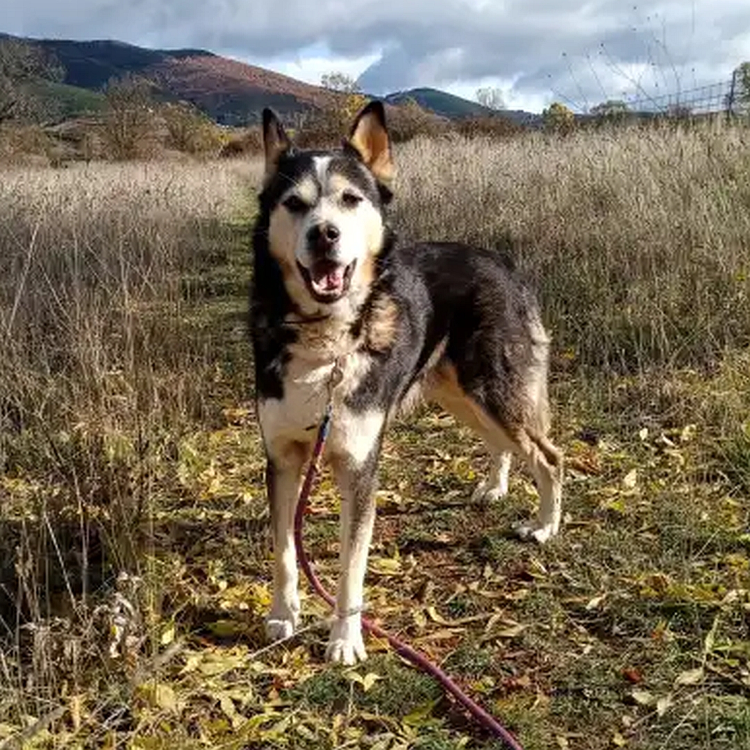 Schwarz-weiß-brauner Rüde, stehend, von vorn, Blick in Kamera