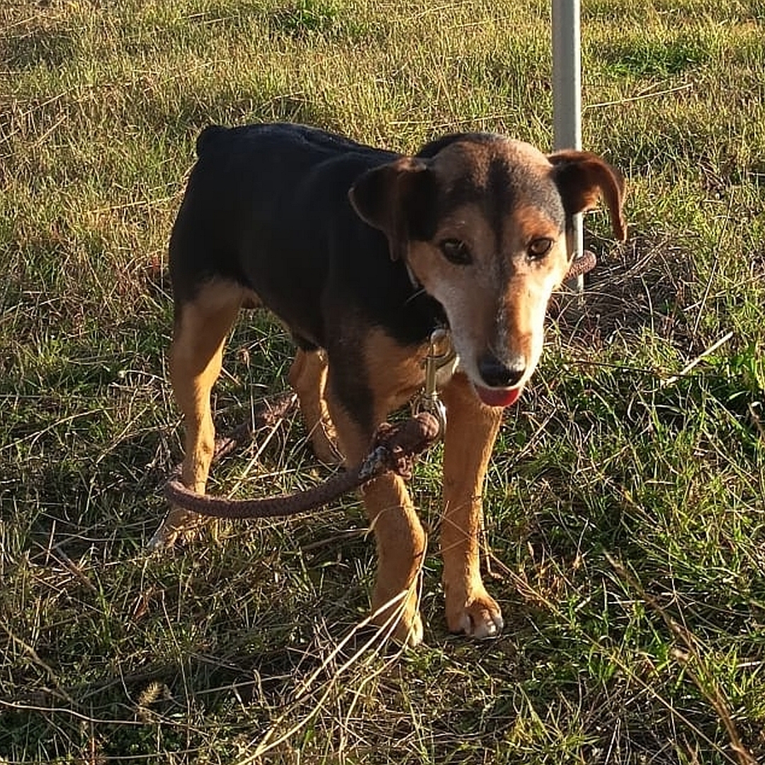 Schwarz-brauner Rüde, stehend, von vorn, Blick leicht nach unten
