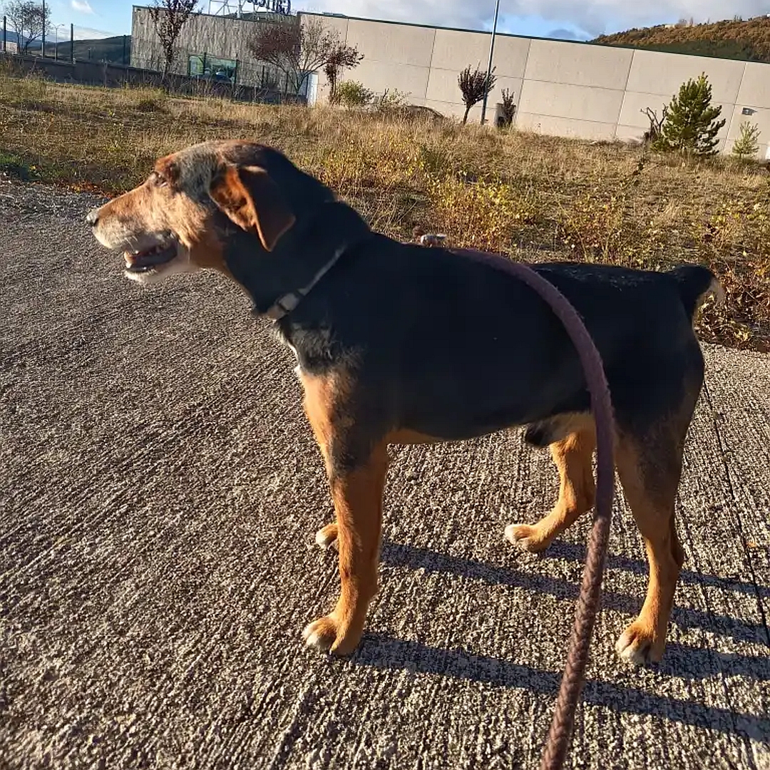 Schwarz-brauner Rüde, stehend, linke Seite, Blick geradeaus