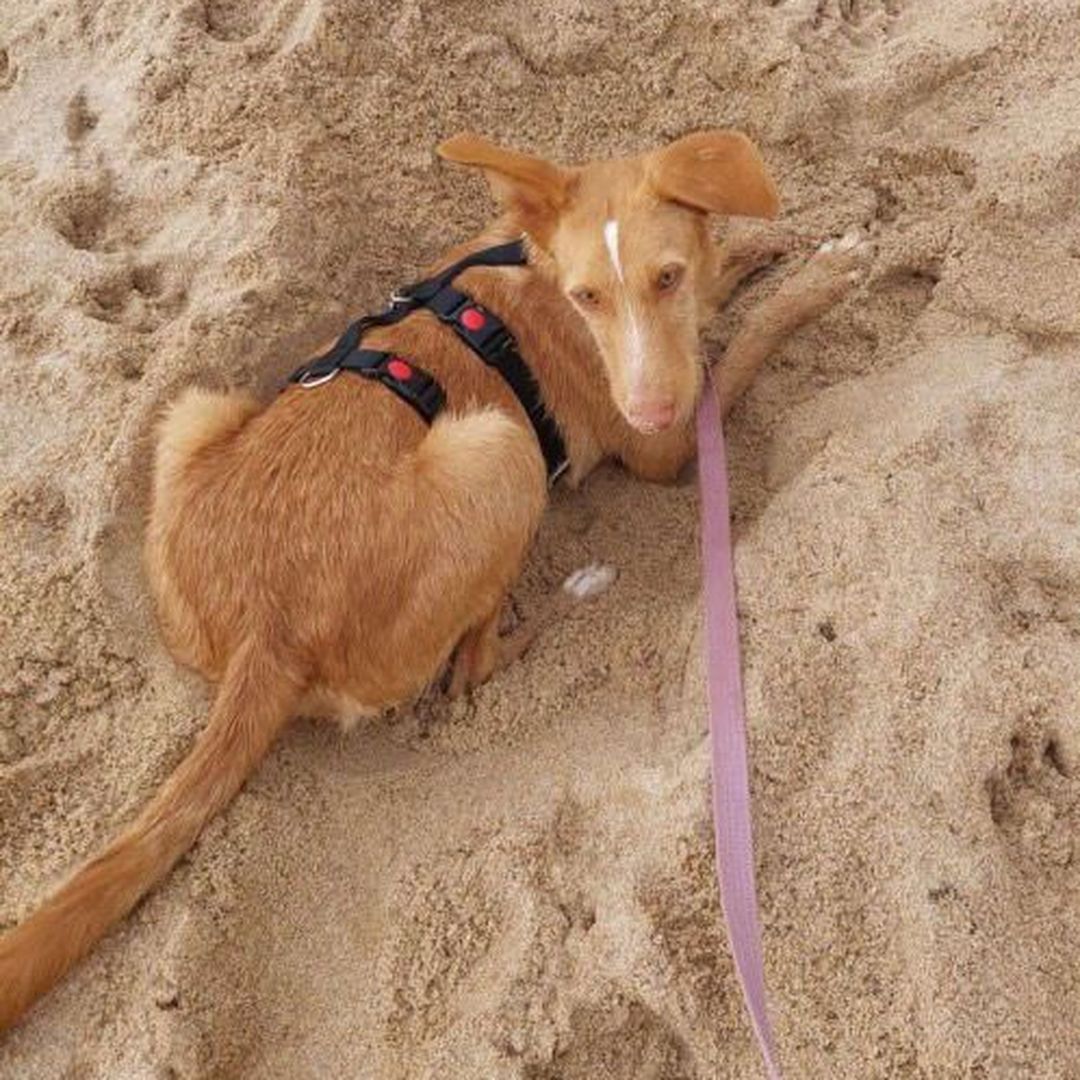 Rio beim Spaziergang am Meer