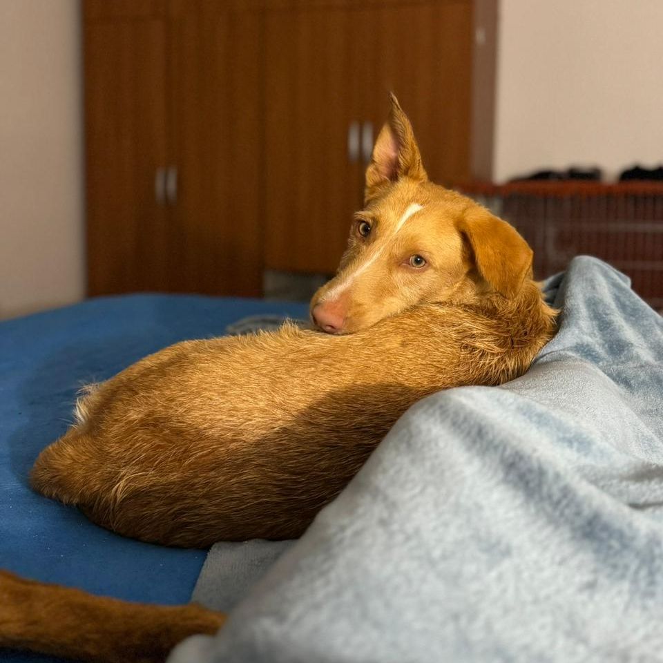Rio liegt entspannt auf Liegeplatz