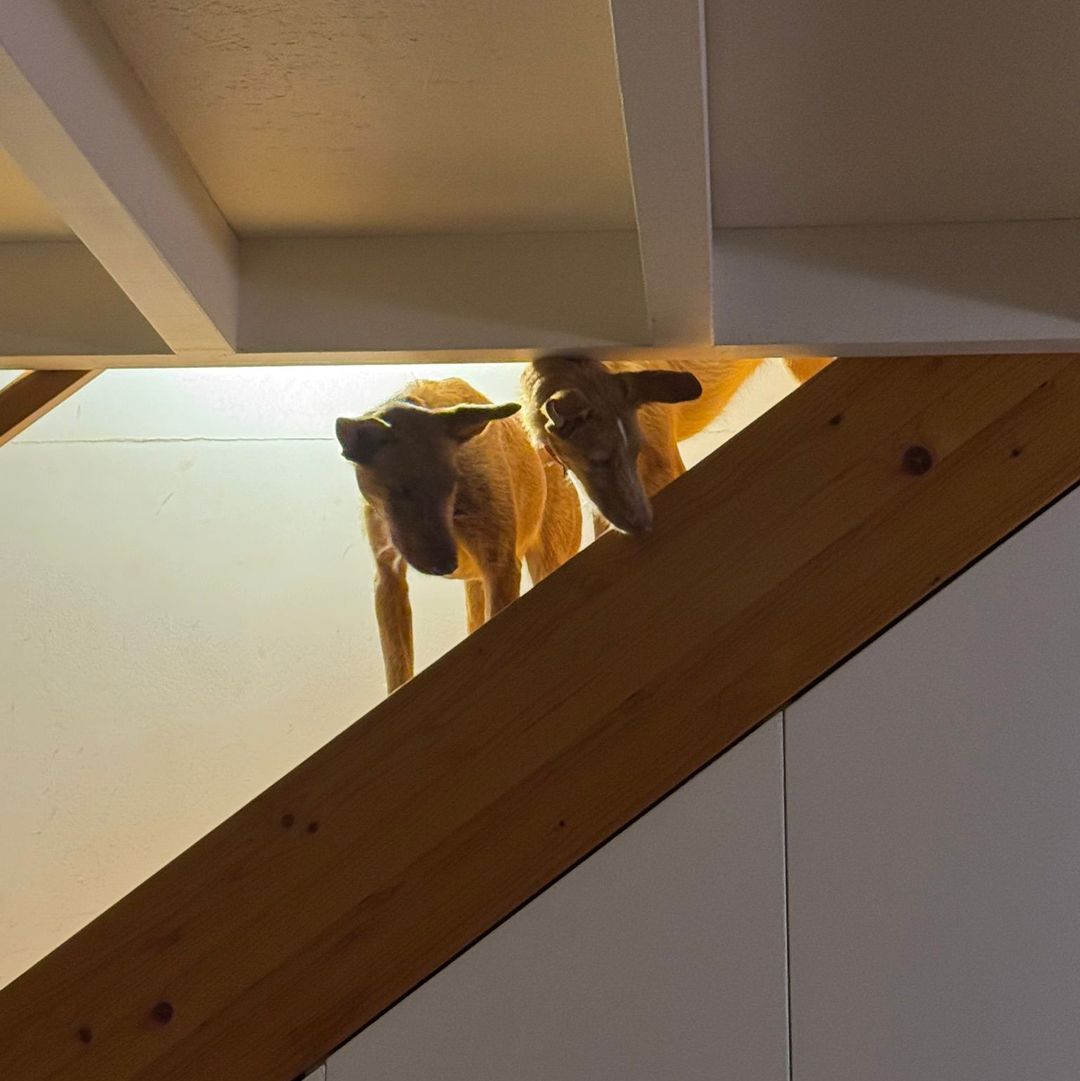 Rio steht auf einer Treppe