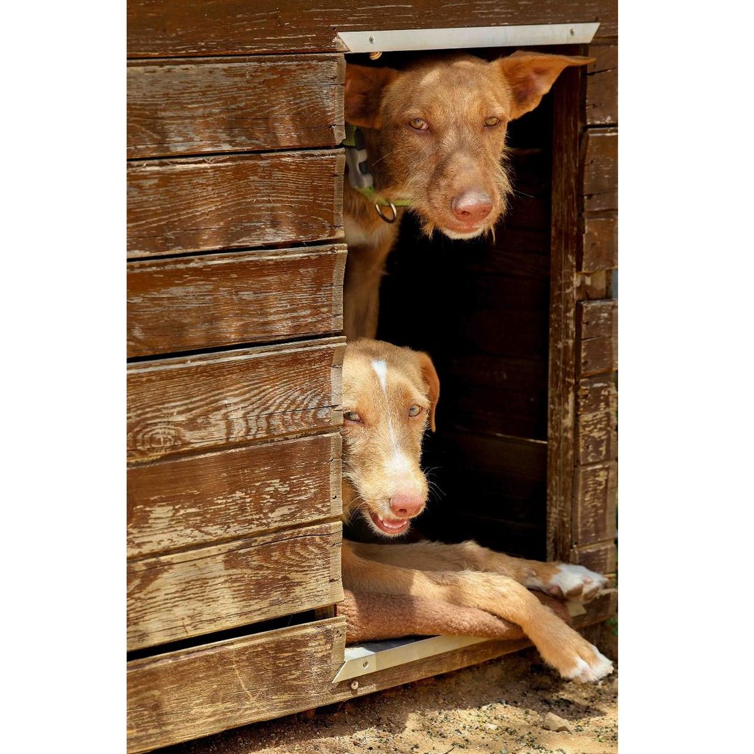 Rufus in der Hundehütte