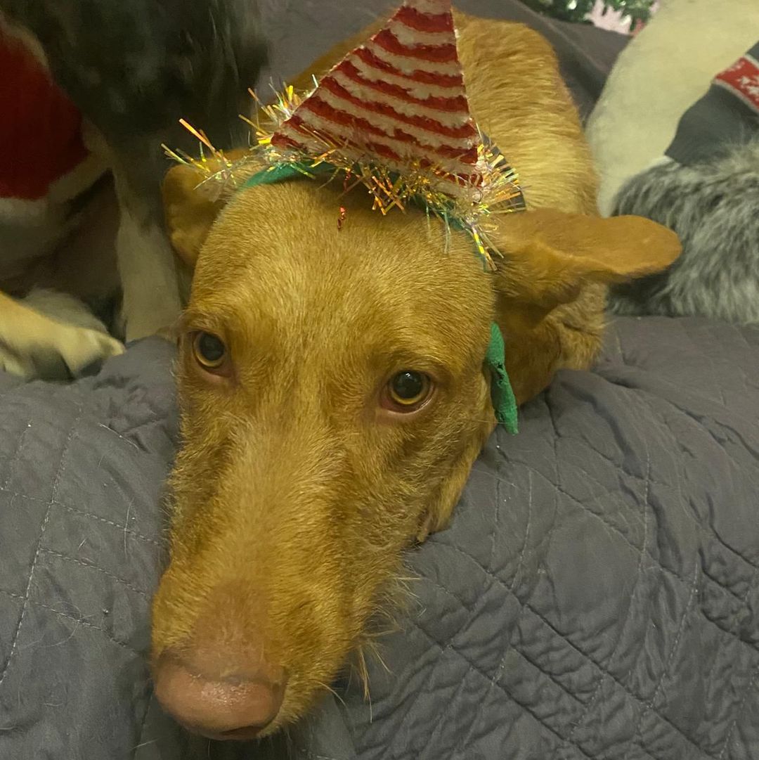 Rufus in der Wohung mit Hütchen