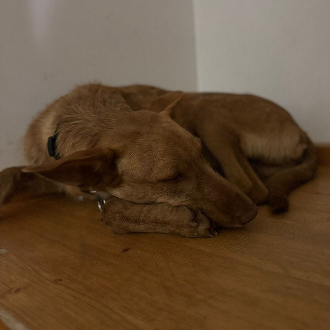 Rufus in der Wohung beim entpannen