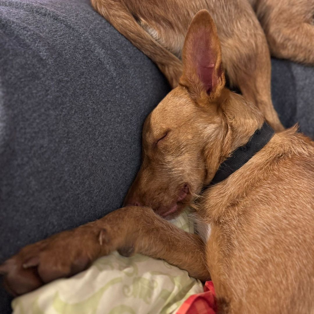Rufus in der Wohung beim entpannen